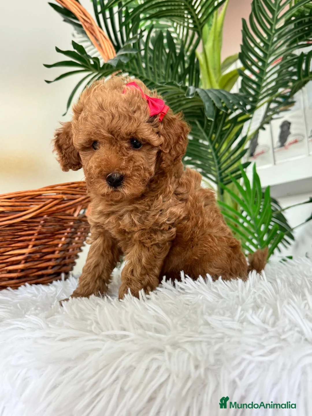 Caniche Toy perros en venta: CANCIHE ROJO - Anuncio 2