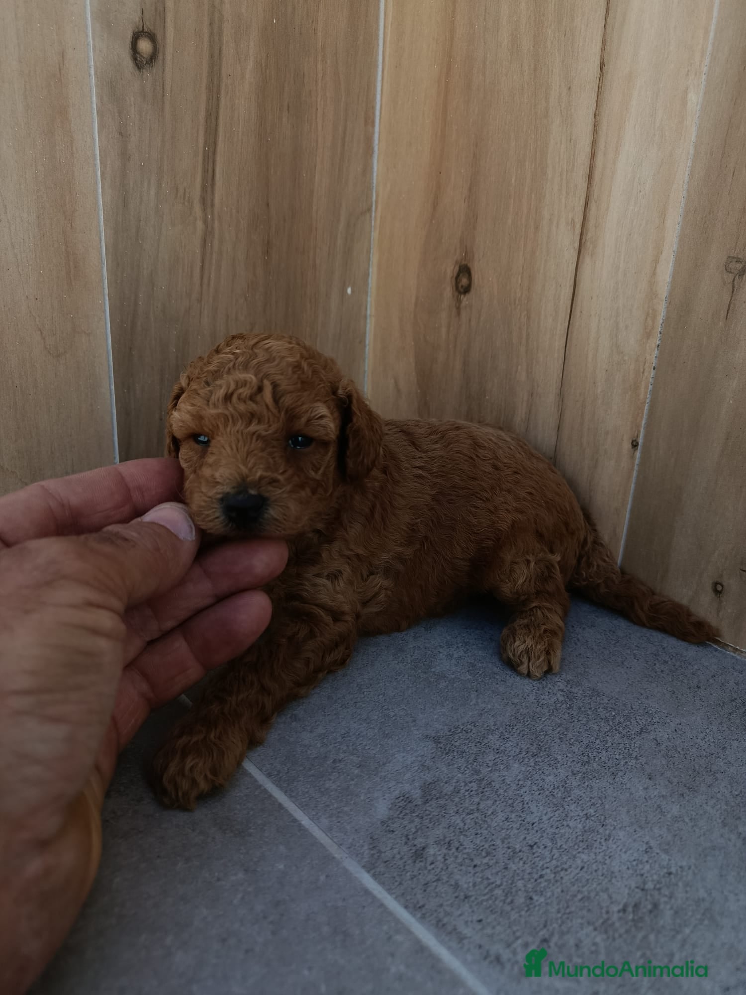 Caniche Toy perros Caniche toy  - Anuncio 27