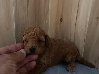 Caniche Toy perros Caniche toy - Anuncio 4