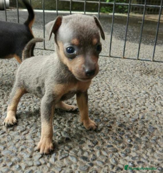 Pinscher Miniatura perros  pinscher blue en Badajoz - Anuncio 21