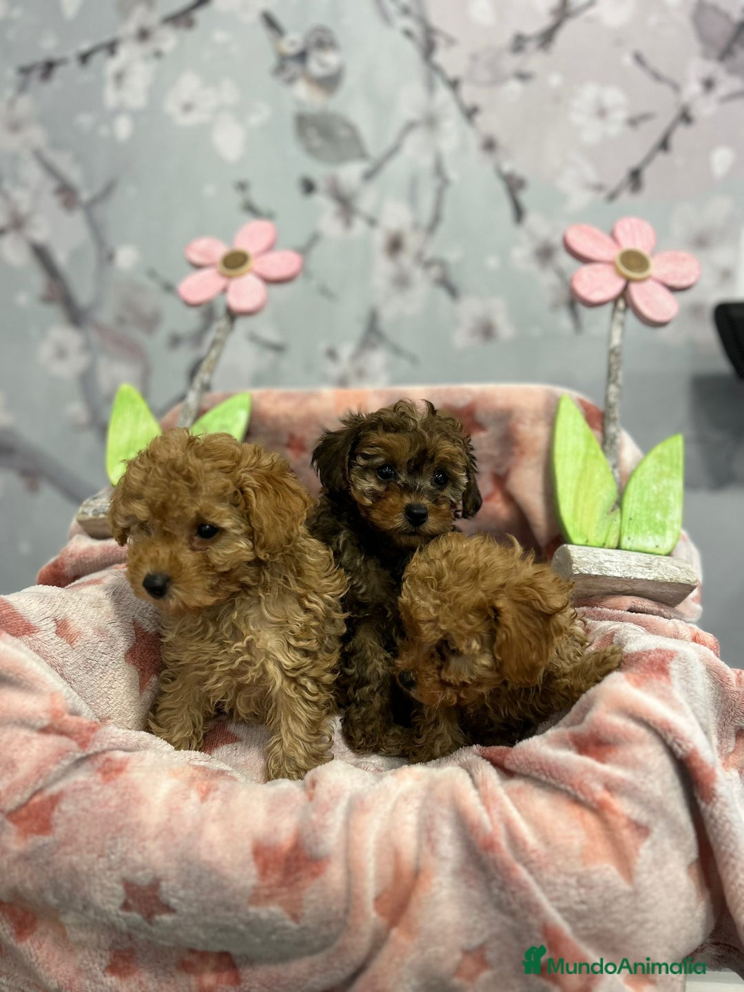 Caniche Toy perros en venta: Caniche toy hembra  - Anuncio 3