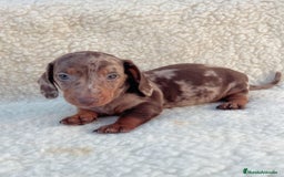Teckel Miniatura perros en venta: Teckel miniatura - Imagen 7