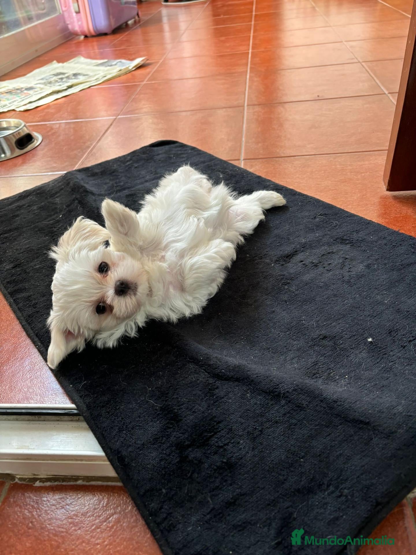 Bichón Maltés perros bichon maltes  - Anuncio 1