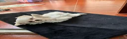 Bichón Maltés perros en venta: bichon maltes  - Anuncio 1
