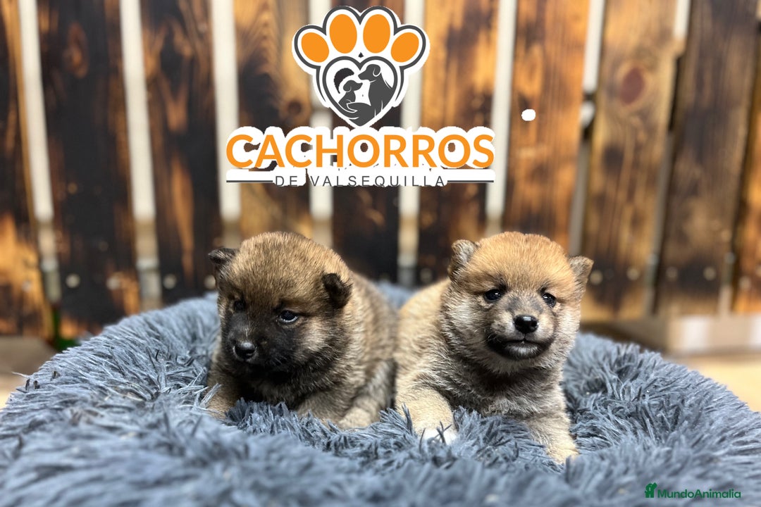 Shiba Inu perros en venta: Shiba inu - Imagen 2