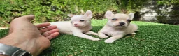 Chihuahua perros en venta: Cachorritos mini toy  - Anuncio 4