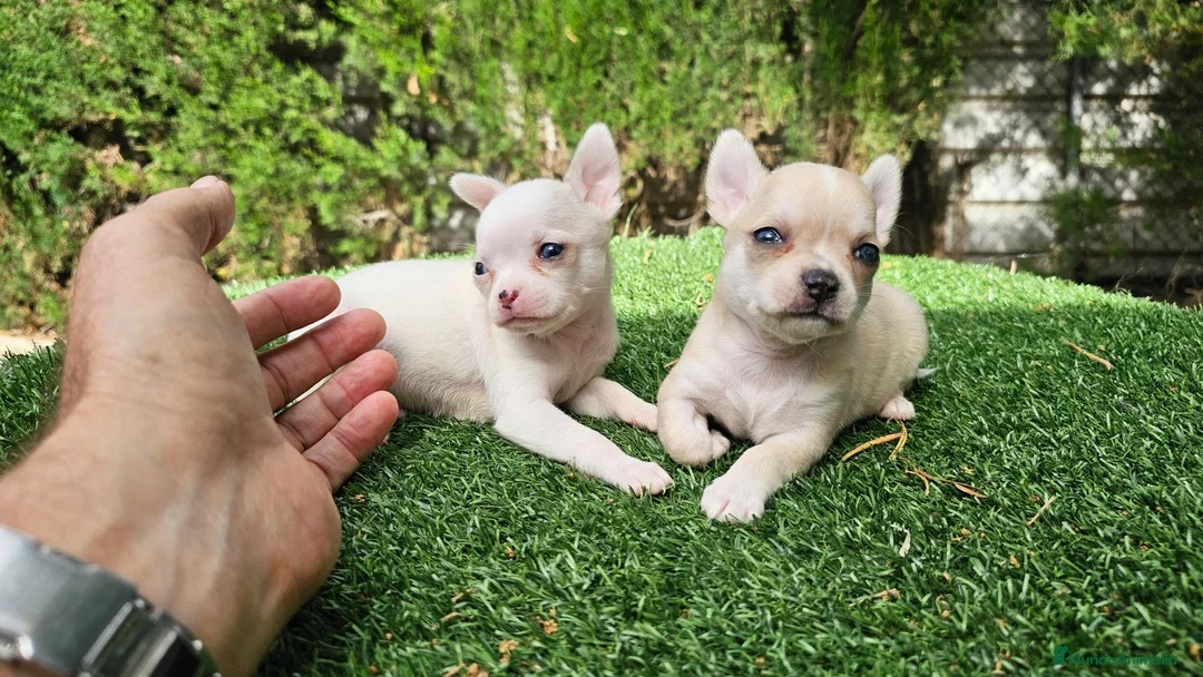 Chihuahua perros en venta: Cachorritos mini toy  - Anuncio 4