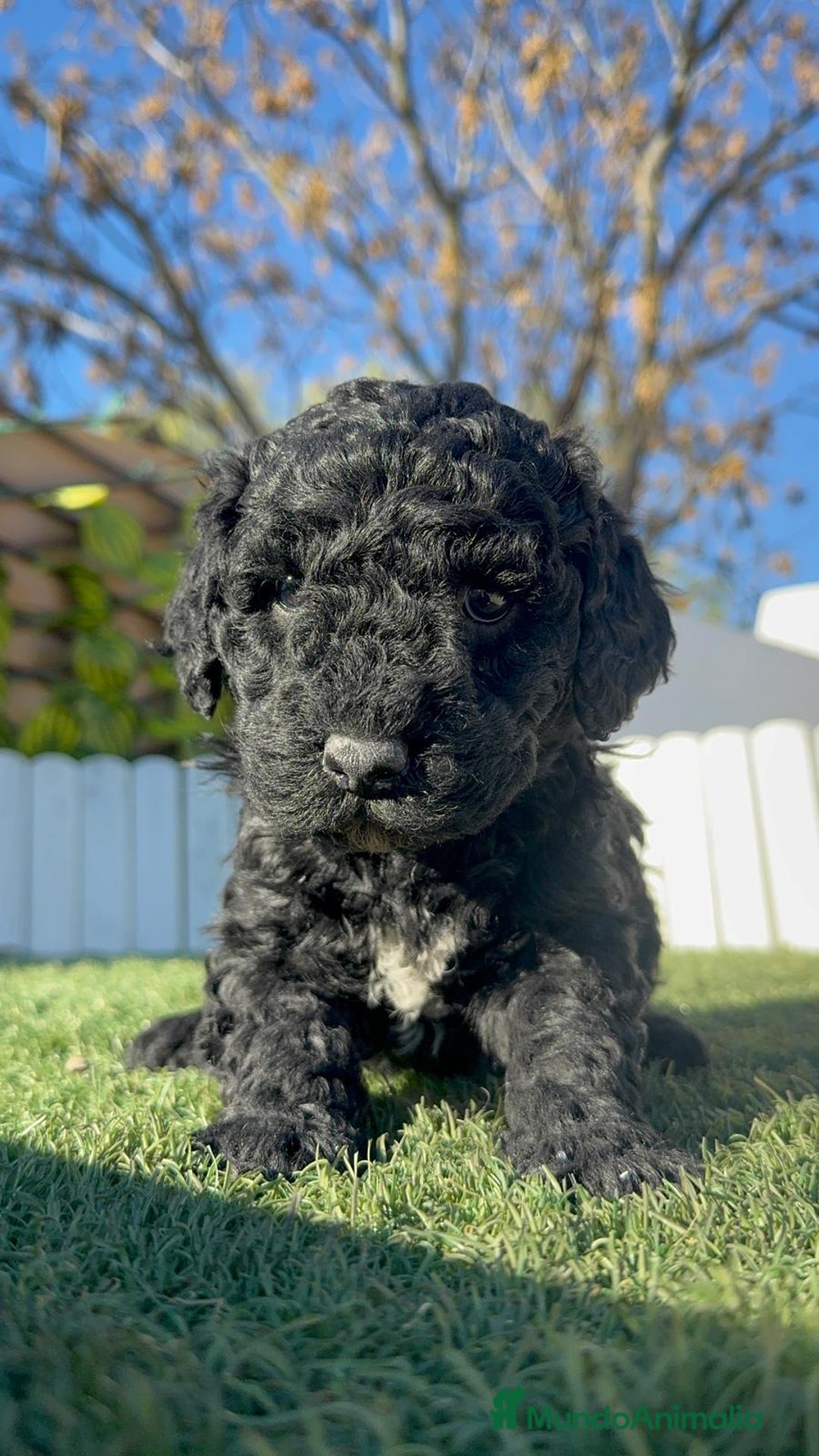 Perro de Agua Español perros en venta: PERRO DE AGUA HEMBRA - Anuncio 9