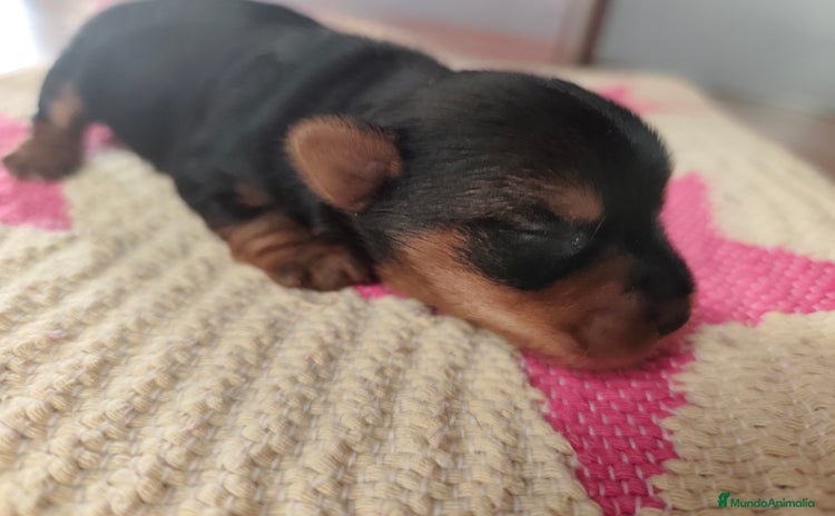 Yorkshire Terrier perros - Anuncio 16