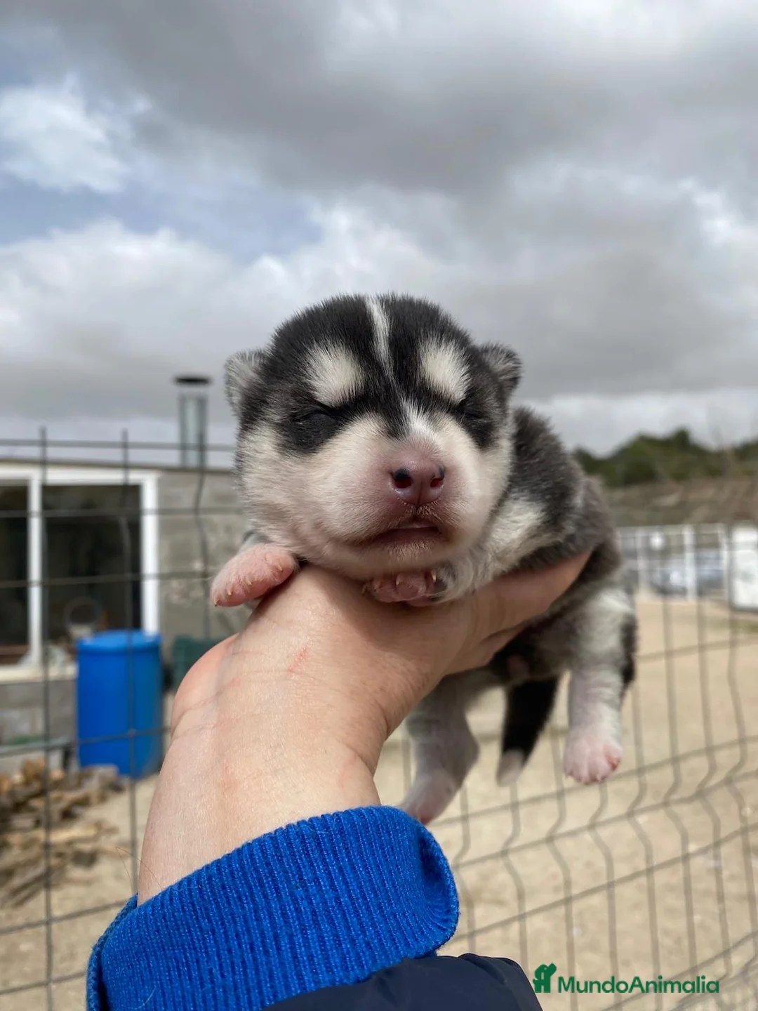 Husky Siberiano perros en venta: Preciosa camada husky siberiano  - Anuncio 2