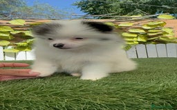 Pomerania perros en venta: POMERANIA HEMBRA BLANCA Y NEGRA - Imagen 9