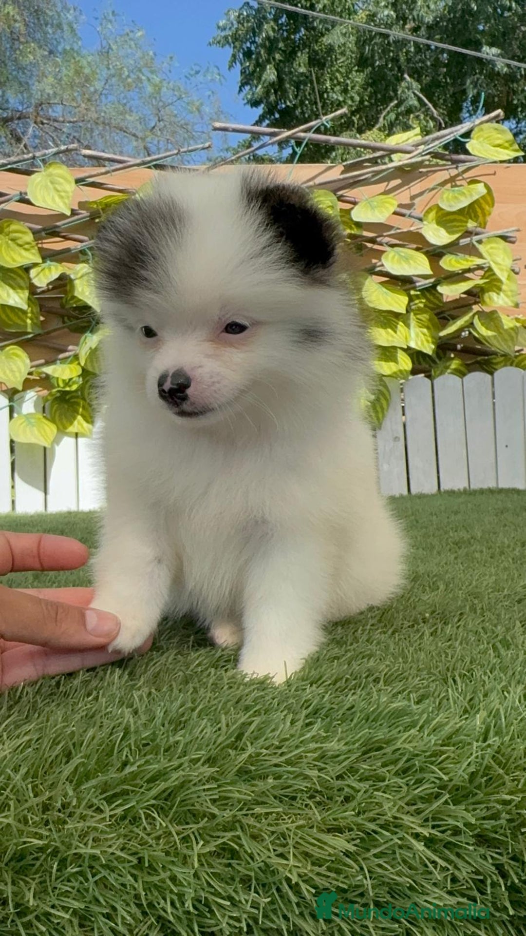 Pomerania perros en venta: POMERANIA HEMBRA BLANCA Y NEGRA - Imagen 9