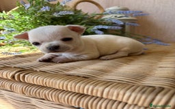 Chihuahua perros en venta: Chihuahua pelo corto macho disponible !! - Imagen 4