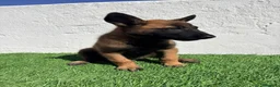 Pastor Belga Malinois perros en venta: Pastor Belga Malinois - Anuncio 16
