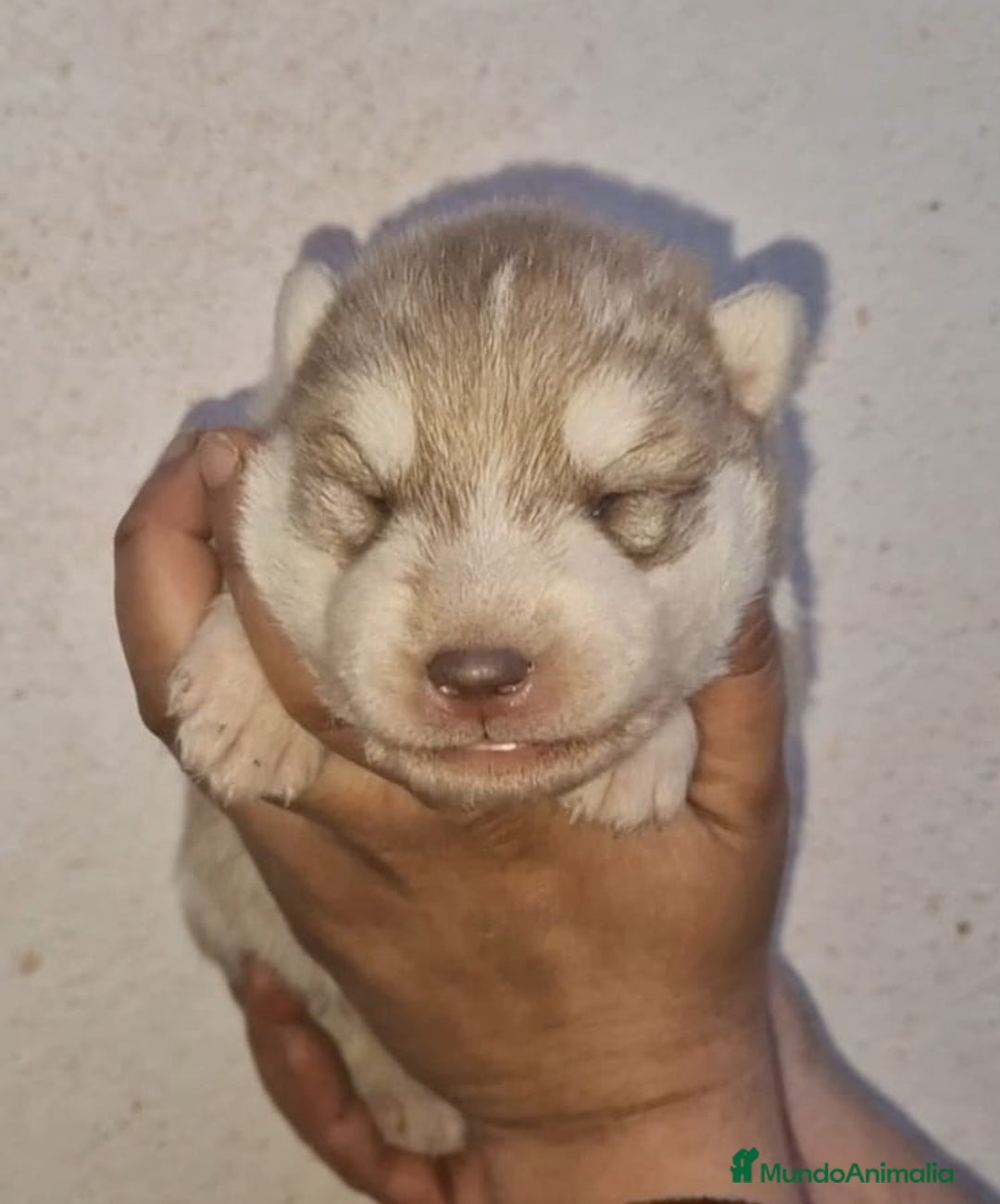 Husky Siberiano perros en venta: cachorros de husky siberiano - Imagen 15