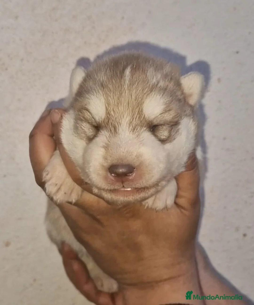 Husky Siberiano perros en venta: cachorros de husky siberiano - Anuncio 15