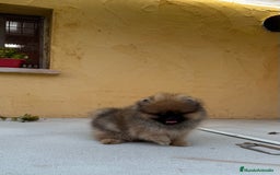 Pomerania perros en venta: Pomerania Toy - Imagen 2