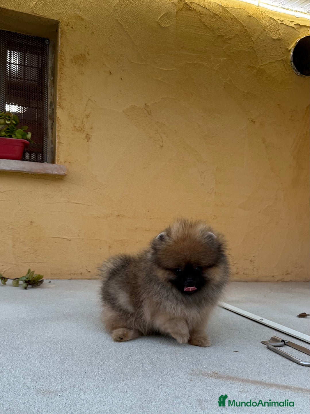 Pomerania perros en venta: Pomerania Toy - Imagen 2