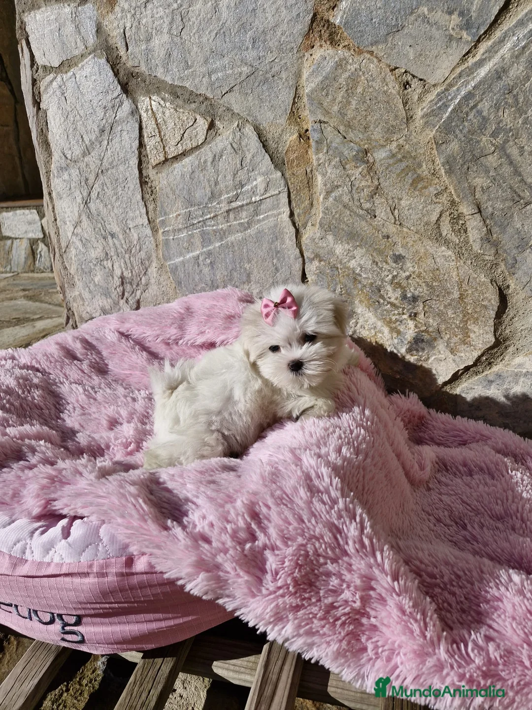 Bichón Maltés perros en venta: Bichón Maltés preciosos  en Barcelona - Anuncio 7