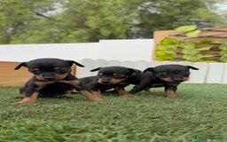 Pinscher Miniatura perros en venta: PINSCHER MINIATURA - Imagen 10