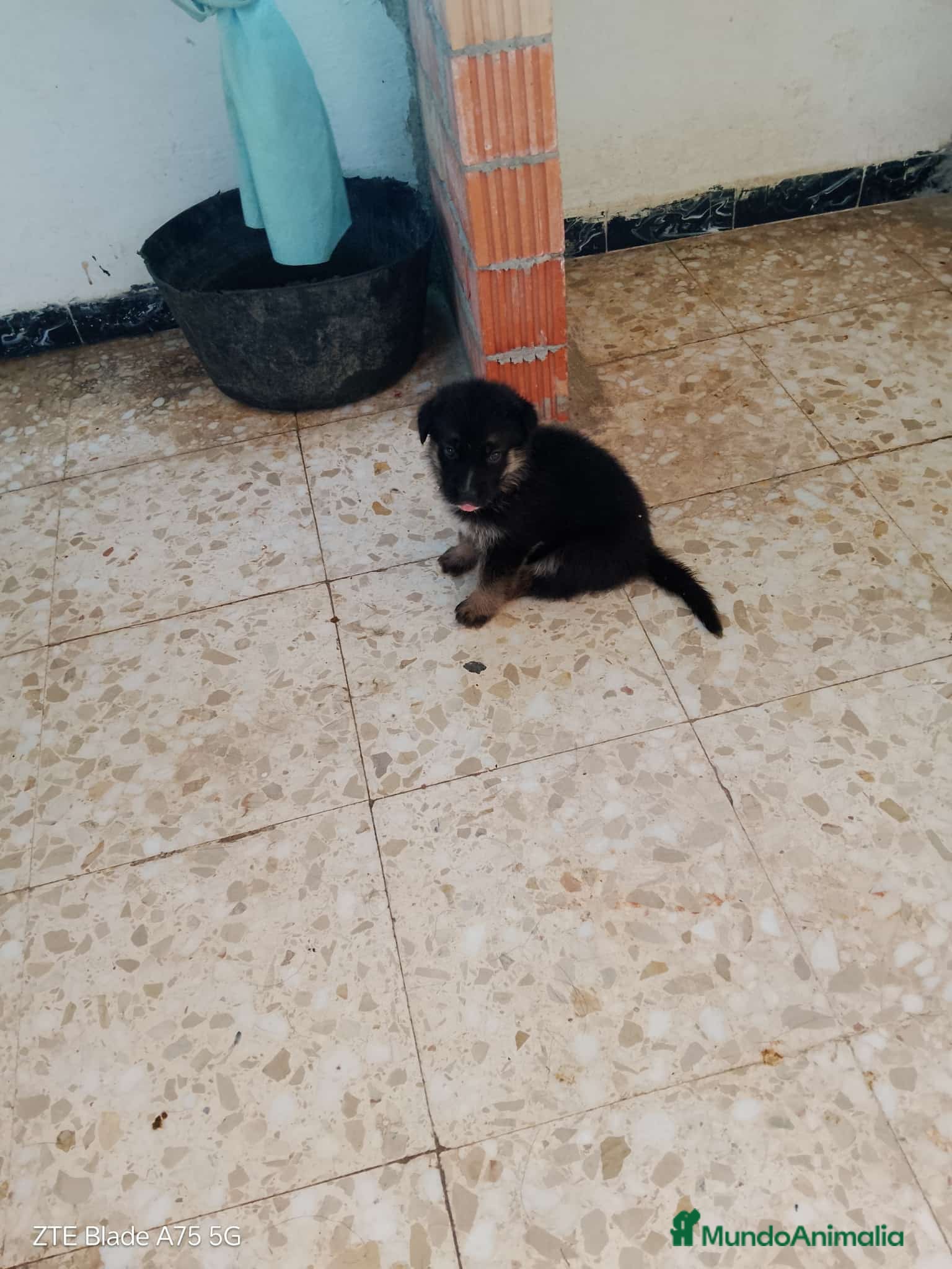 Pastor Alemán perros Cachorros de pastor alemán🐶🐾 - Anuncio 5