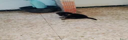 Pastor Alemán perros en venta: Cachorros de pastor alemán🐶🐾 - Anuncio 1