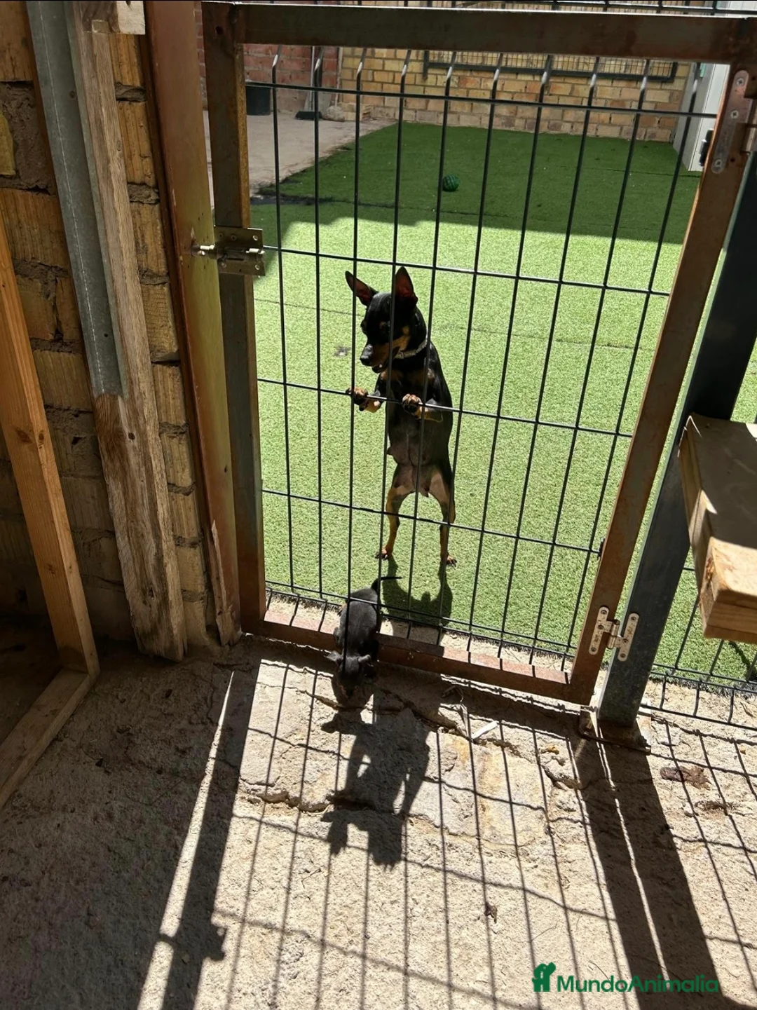 Pinscher Miniatura perros en venta: Mini pincher, minis, minis, máxima calidad - Anuncio 2