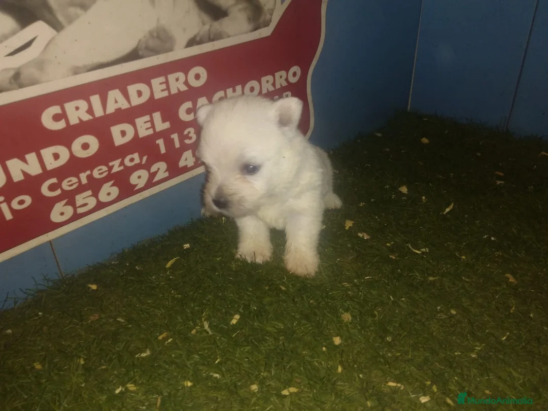 Welsh Terrier perros en venta: camada westy  en Madrid - Anuncio 2