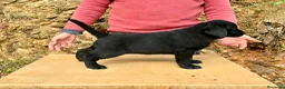 Labrador Retriever perros en venta: CACHORRA NEGRA LABRADOR RETRIEVER - Anuncio 1