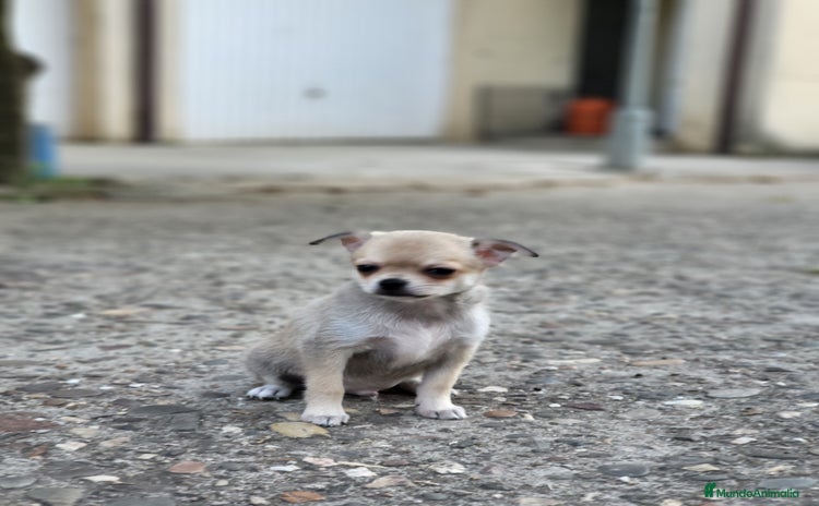 Pomchi perros - Anuncio 1