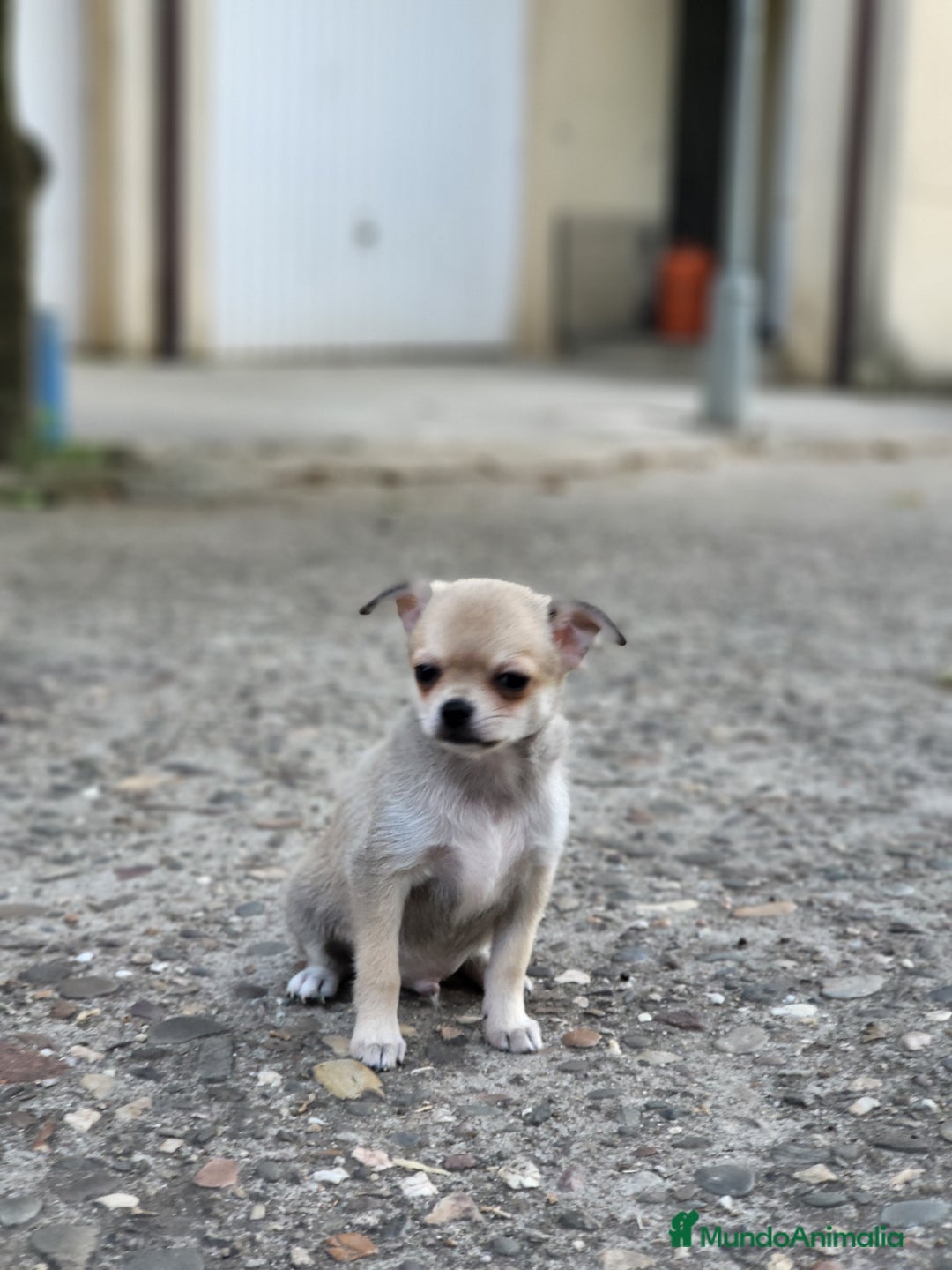 Pomchi perros en venta: Machito sable  - Imagen 1
