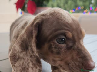 Teckel Miniatura perros Teckel mini Arlequín - Anuncio 15