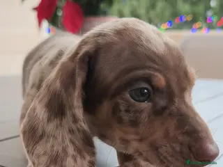 Teckel Miniatura perros Teckel mini Arlequín - Anuncio 18