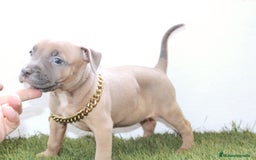 American Pit Bull Terrier perros en venta: American pitbull terrier ( pitbull diamante unico) - Imagen 6