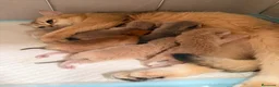 Británico de Pelo Corto gatos en venta: Camada H (2)  - Anuncio 31