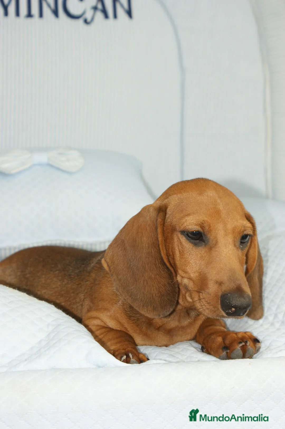 Teckel Miniatura perros en venta: TECKEL MINI ROJO - Anuncio 2
