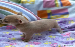 Chihuahua perros en venta: Hembrita chihuahua toy - Imagen 7