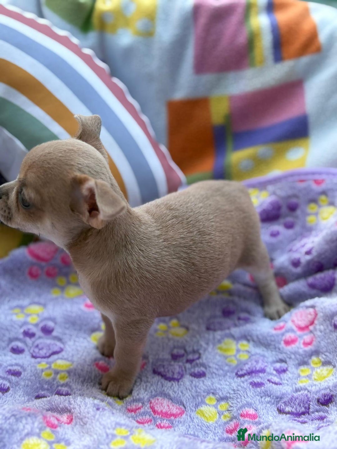 Chihuahua perros en venta: Hembrita chihuahua toy - Imagen 7
