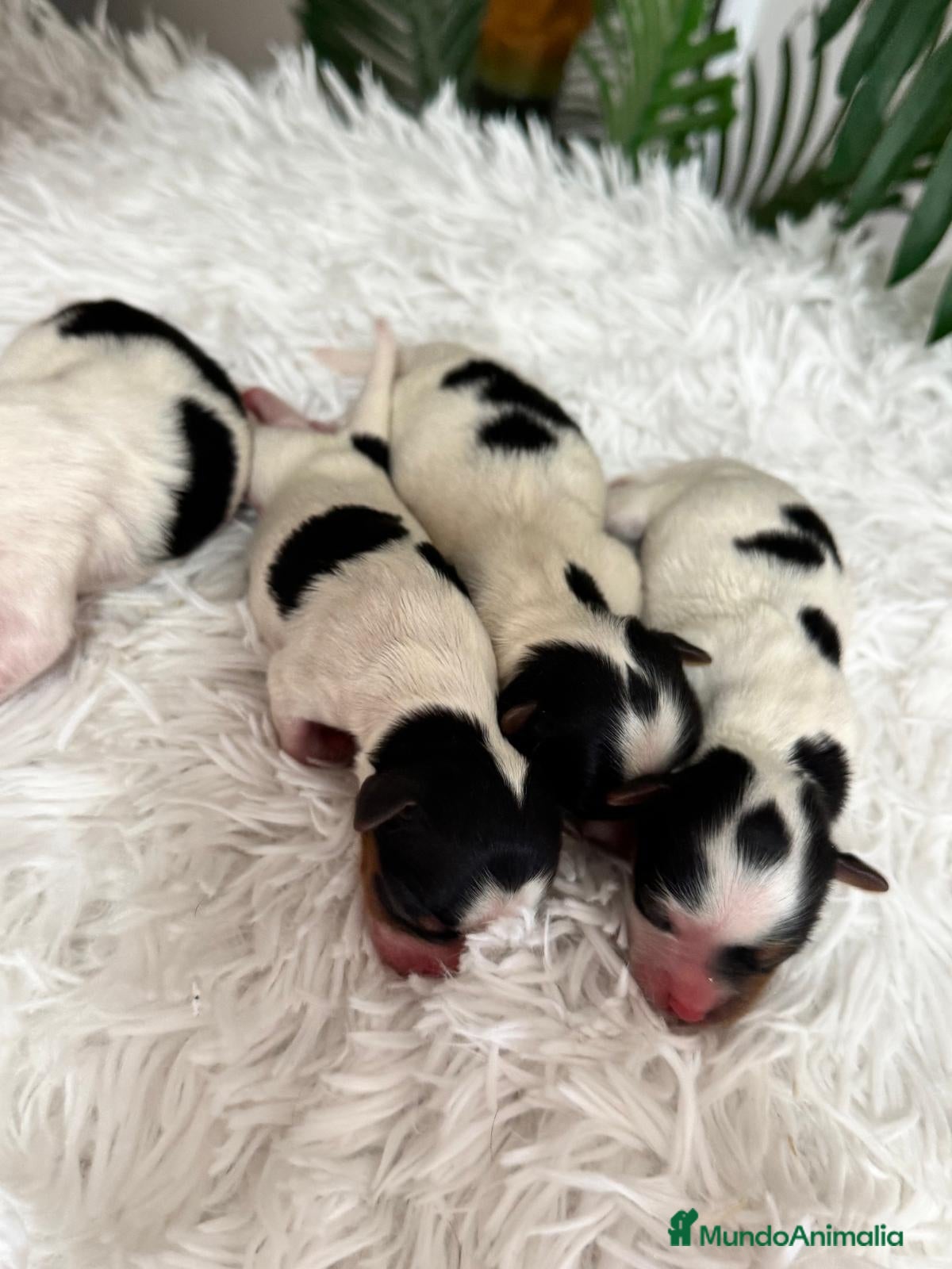 Yorkshire Terrier perros en venta: YORKSHIRE BIEWER - Anuncio 10