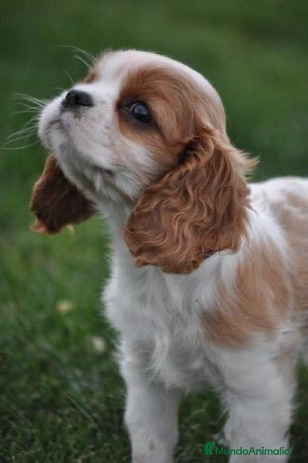 Cavalier King Charles Spaniel perros en venta: Cavalier Kong Spaniel - Imagen 5