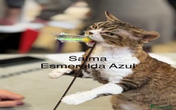Devon Rex gatos en venta: Devon Rex - Imagen 6