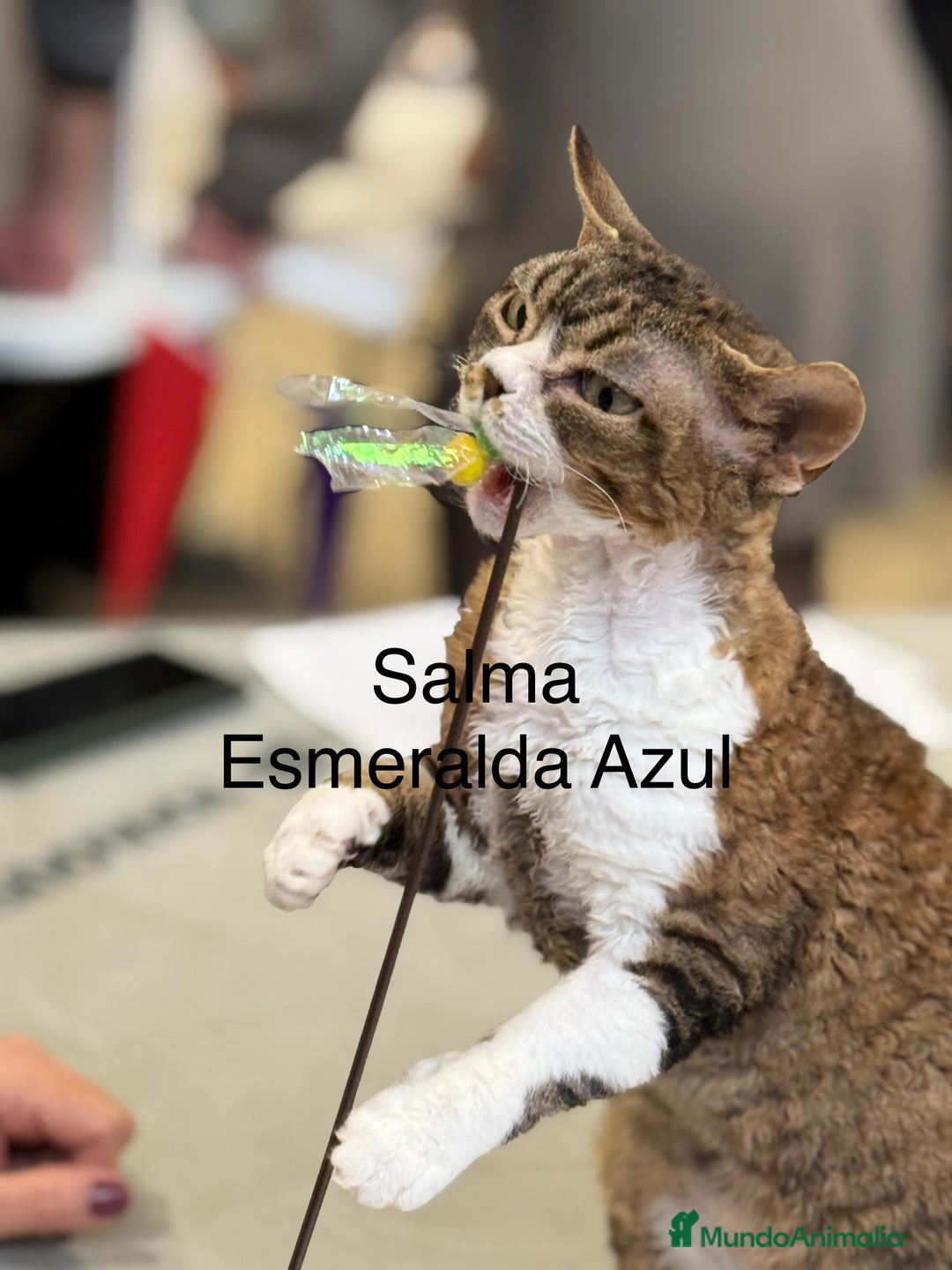 Devon Rex gatos en venta: Devon Rex - Imagen 6