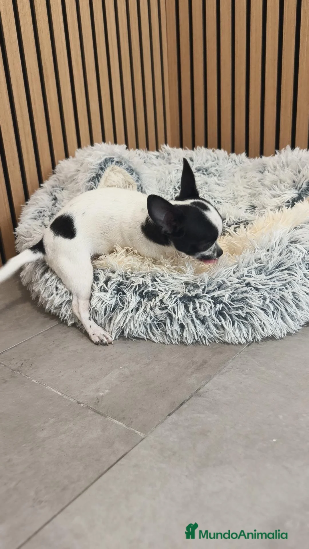 Chihuahua perros en venta: Chihuahua hembra preciosa  - Anuncio 15