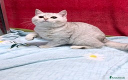 Británico de Pelo Corto gatos en venta: British Silver Shaded Negro - Anuncio 5