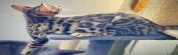 Bengalí gatos en venta: Gatita Bengalí - Anuncio 13