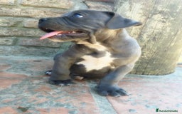 American Staffordshire-Terrier perros en venta: AMERICAN STAFFORD CRIADORES , 608 76 13 65 !! - Imagen 4