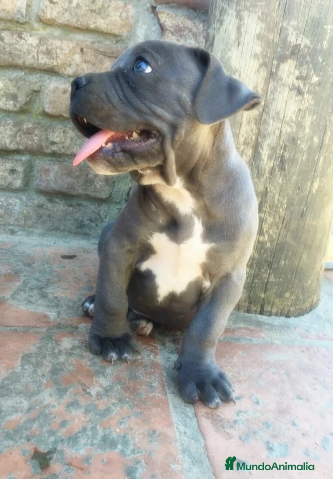 American Staffordshire-Terrier perros en venta: AMERICAN STAFFORD CRIADORES , 608 76 13 65 !! - Anuncio 4