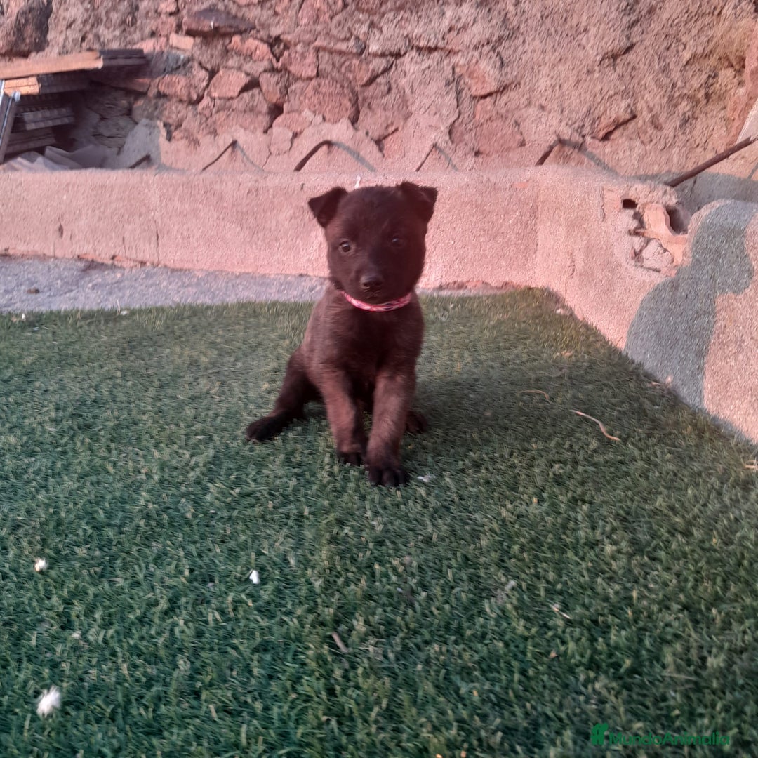 Pastor Belga Malinois perros en venta: PASTOR BELGA MALINOIS - Imagen 2