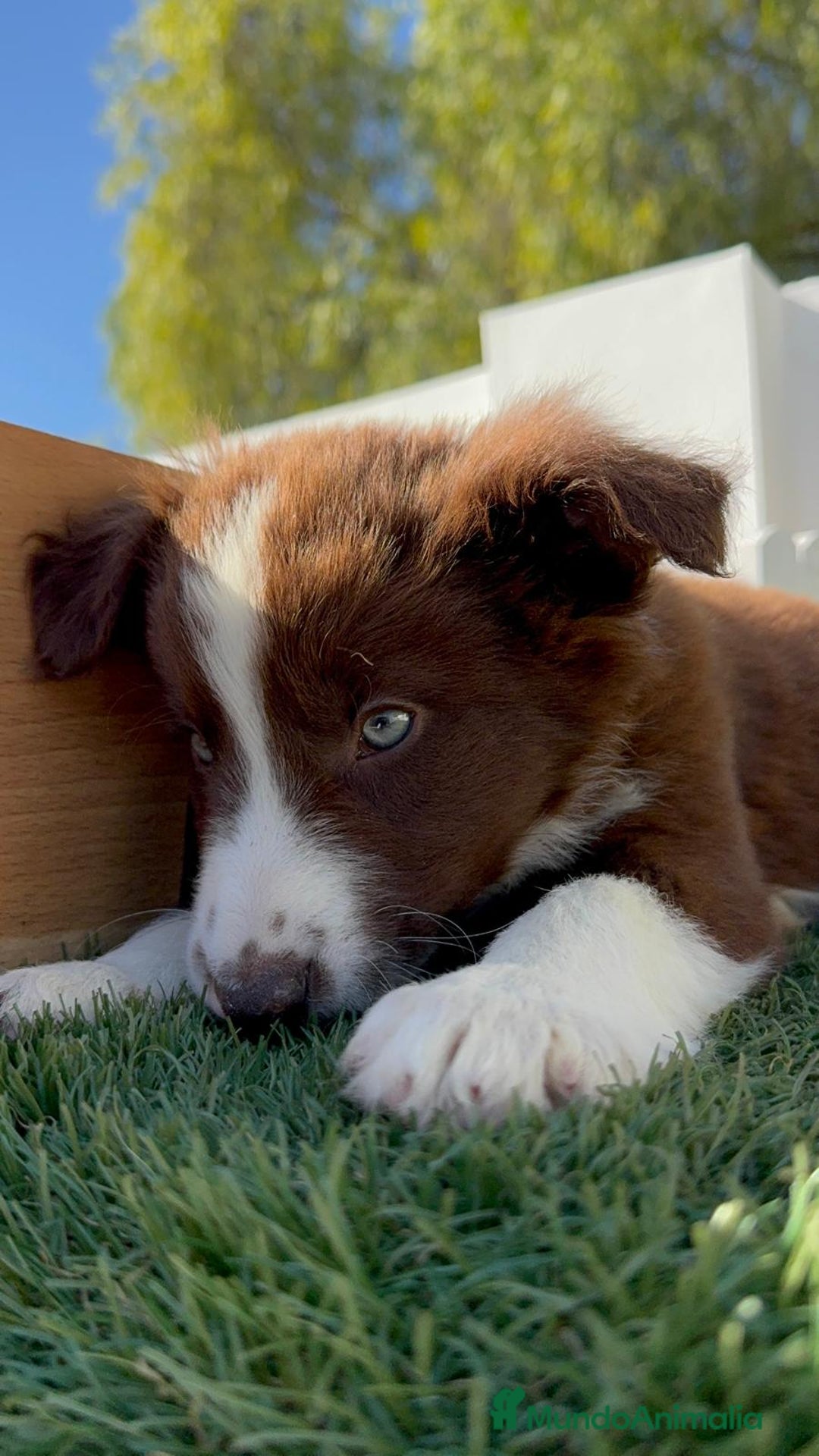 Border Collie perros en venta: BORDER COLLIE MACHO - Anuncio 13