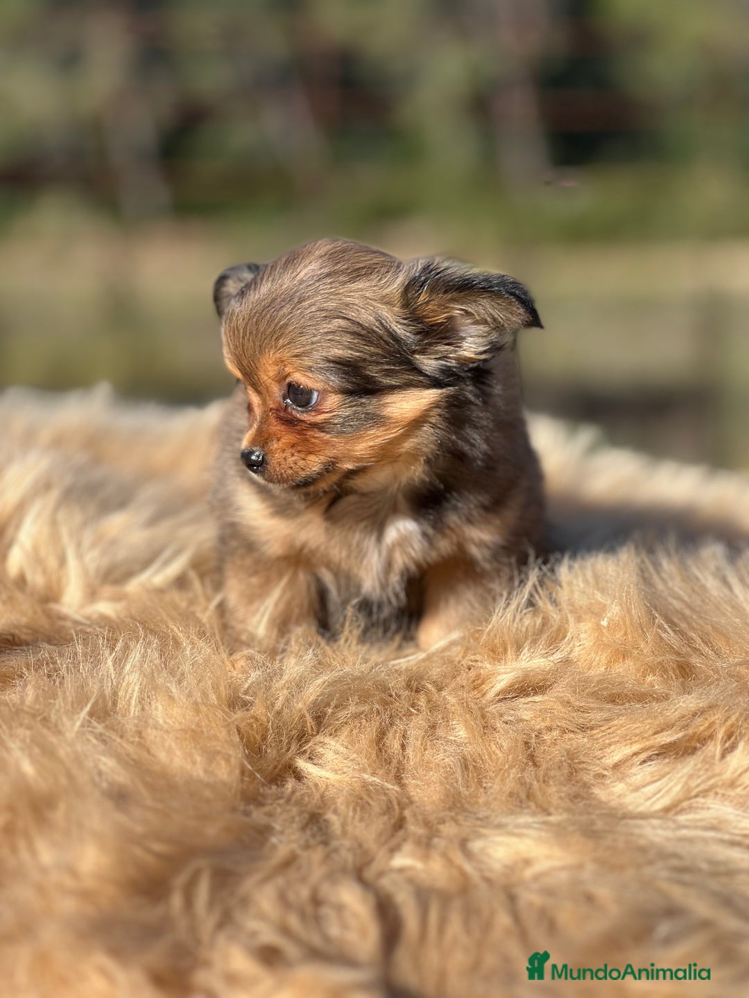 Chihuahua perros en venta: Chi toy pelo largo  - Imagen 5